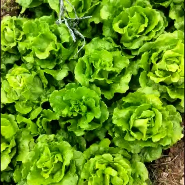 意大利生菜