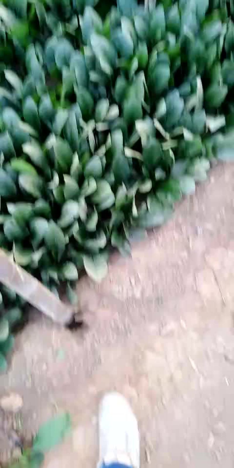 青菜