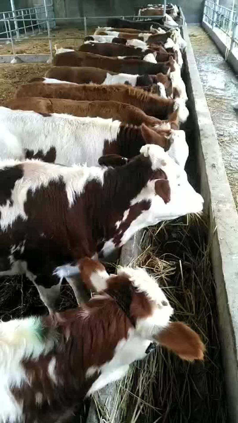 出售各种品种肉牛，选好牛来找我，一定满意