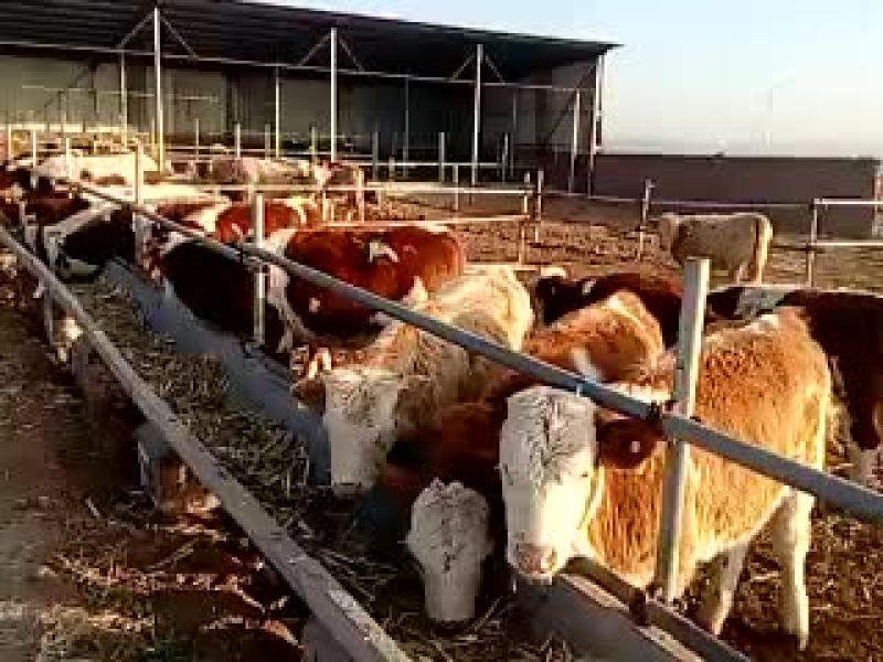出售各种品种肉牛，选好牛来找我，一定满意