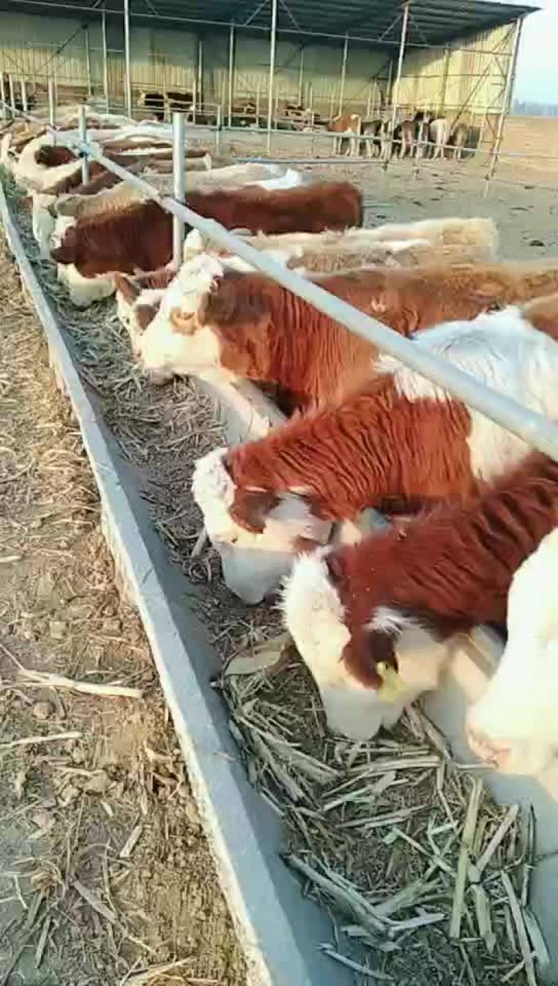 出售各种品种肉牛，选好牛来找我，一定满意