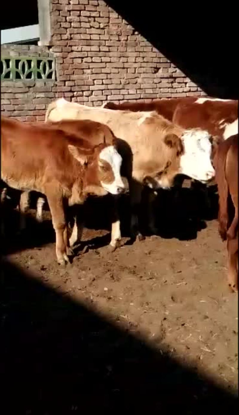 出售各种品种肉牛，选好牛来找我，一定满意