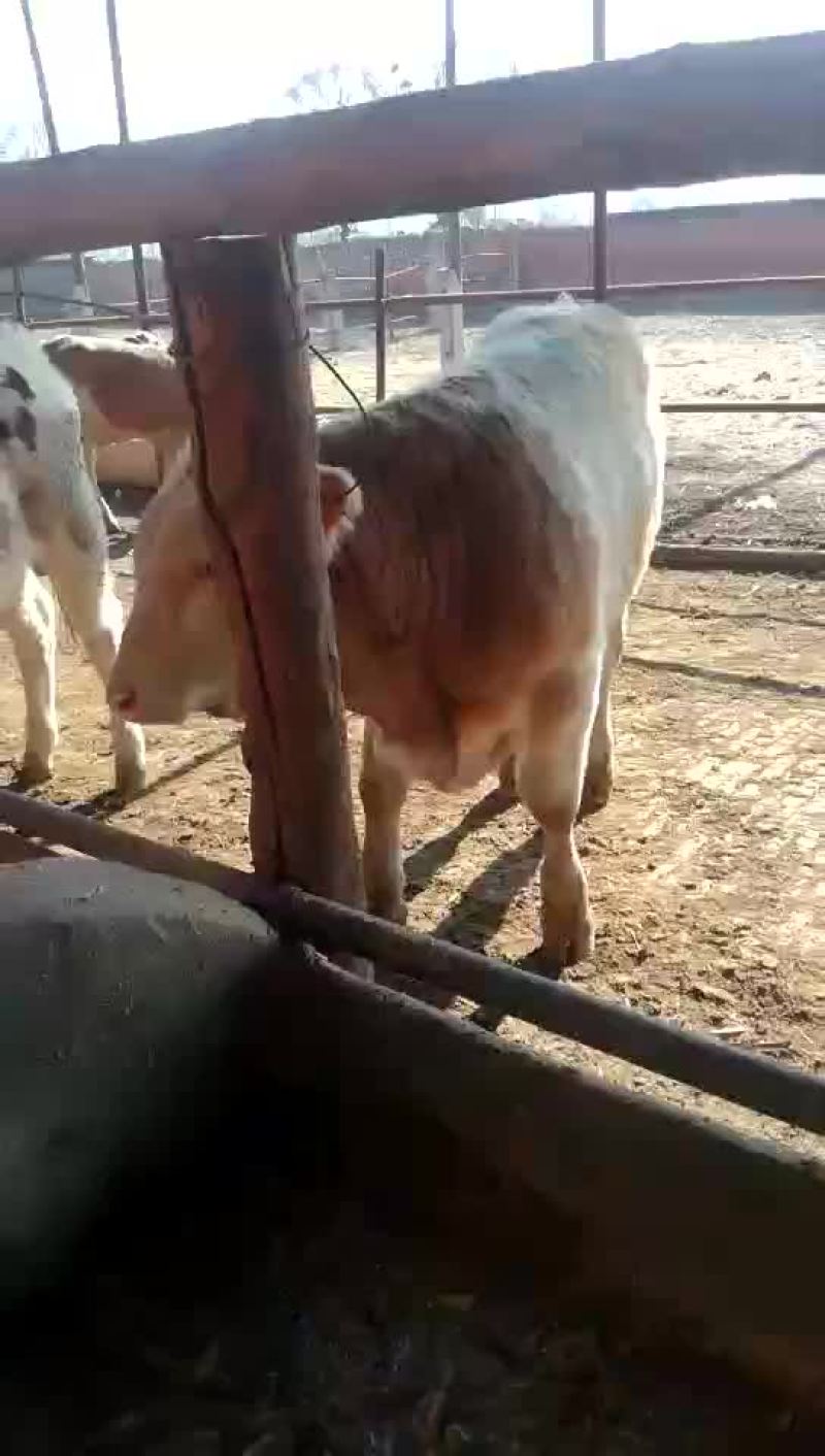 出售各种品种肉牛，选好牛来找我，一定满意