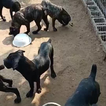 什么狗都有什么狗都有卡斯罗罗威纳大白熊中亚牧羊犬高加索