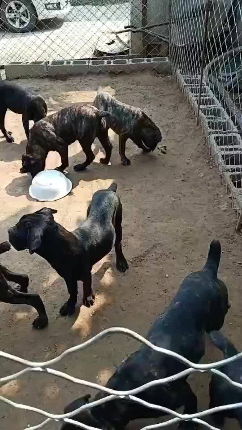 卡斯罗