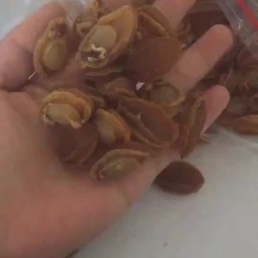 小鲍鱼干