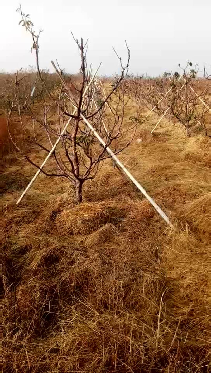 山地