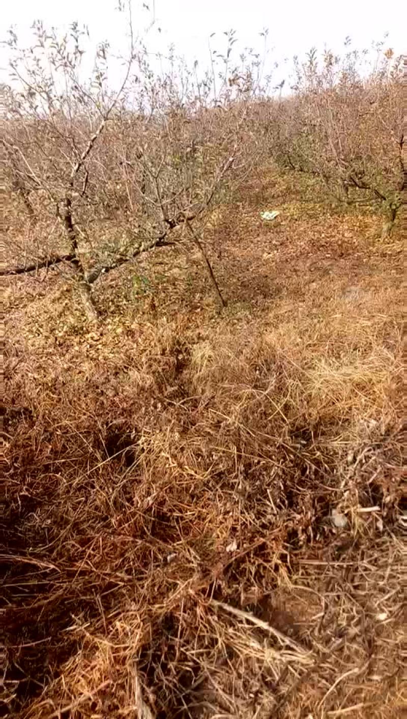 山地
