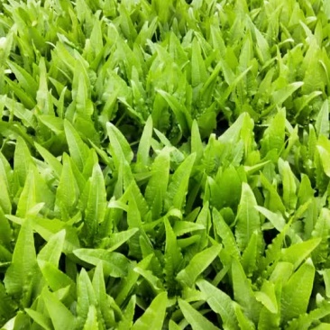 叶菜类