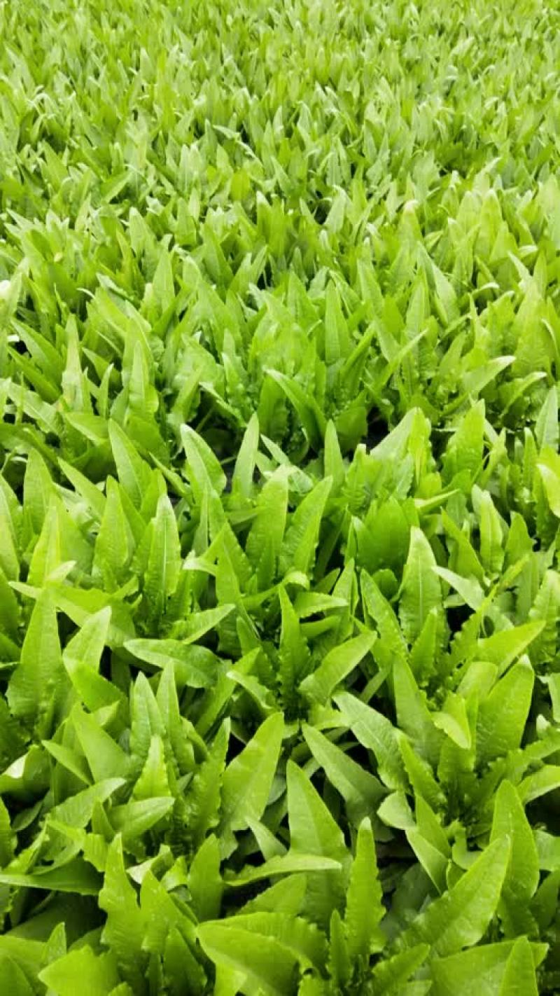 叶菜类