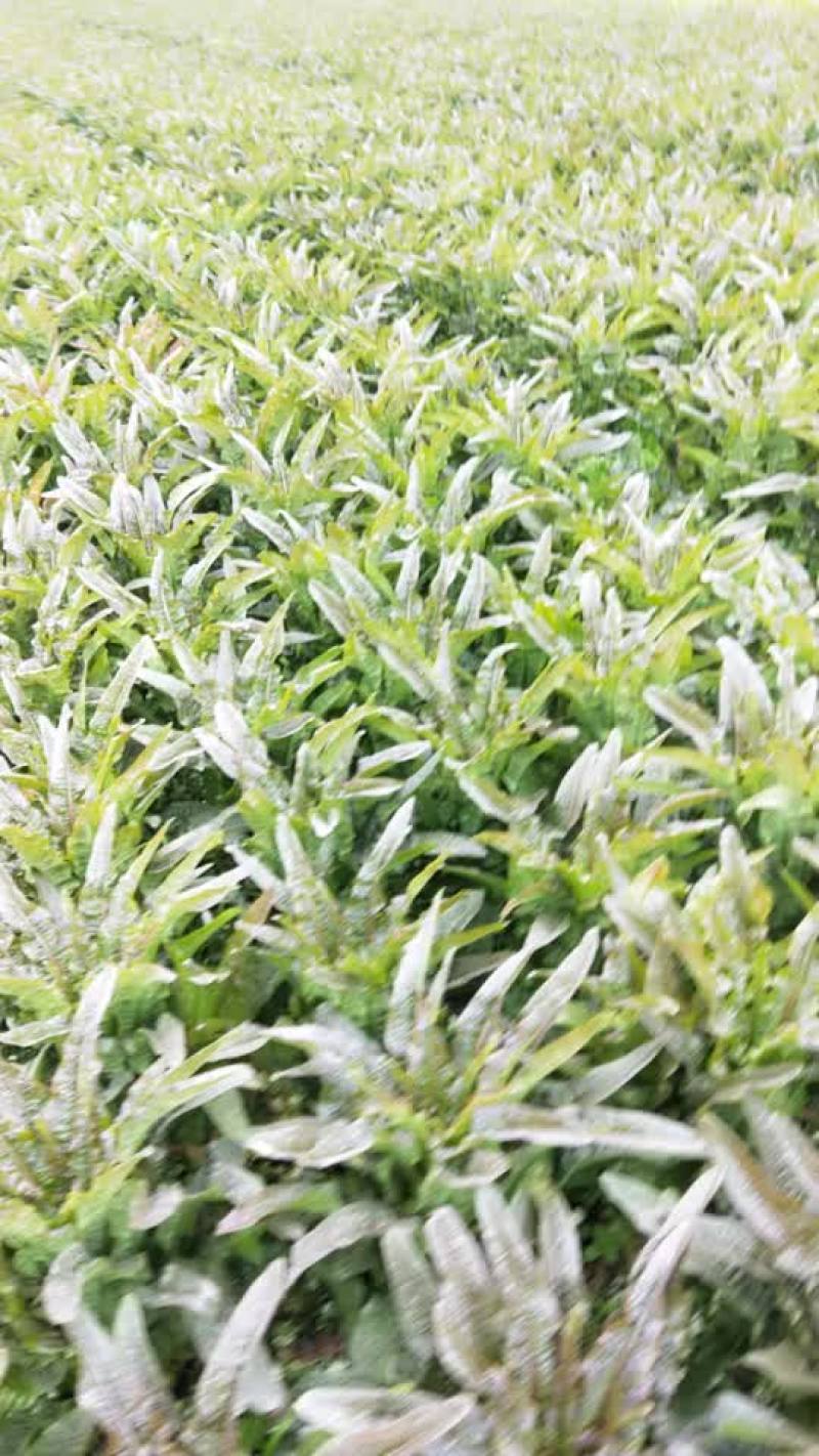 叶菜类
