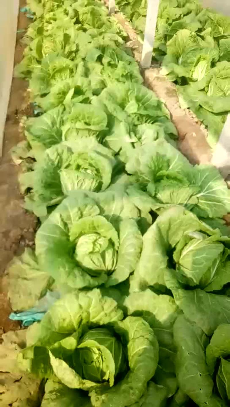 大量上市预售价格便宜