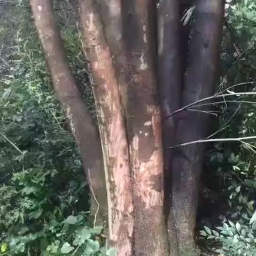 丛生大朴树