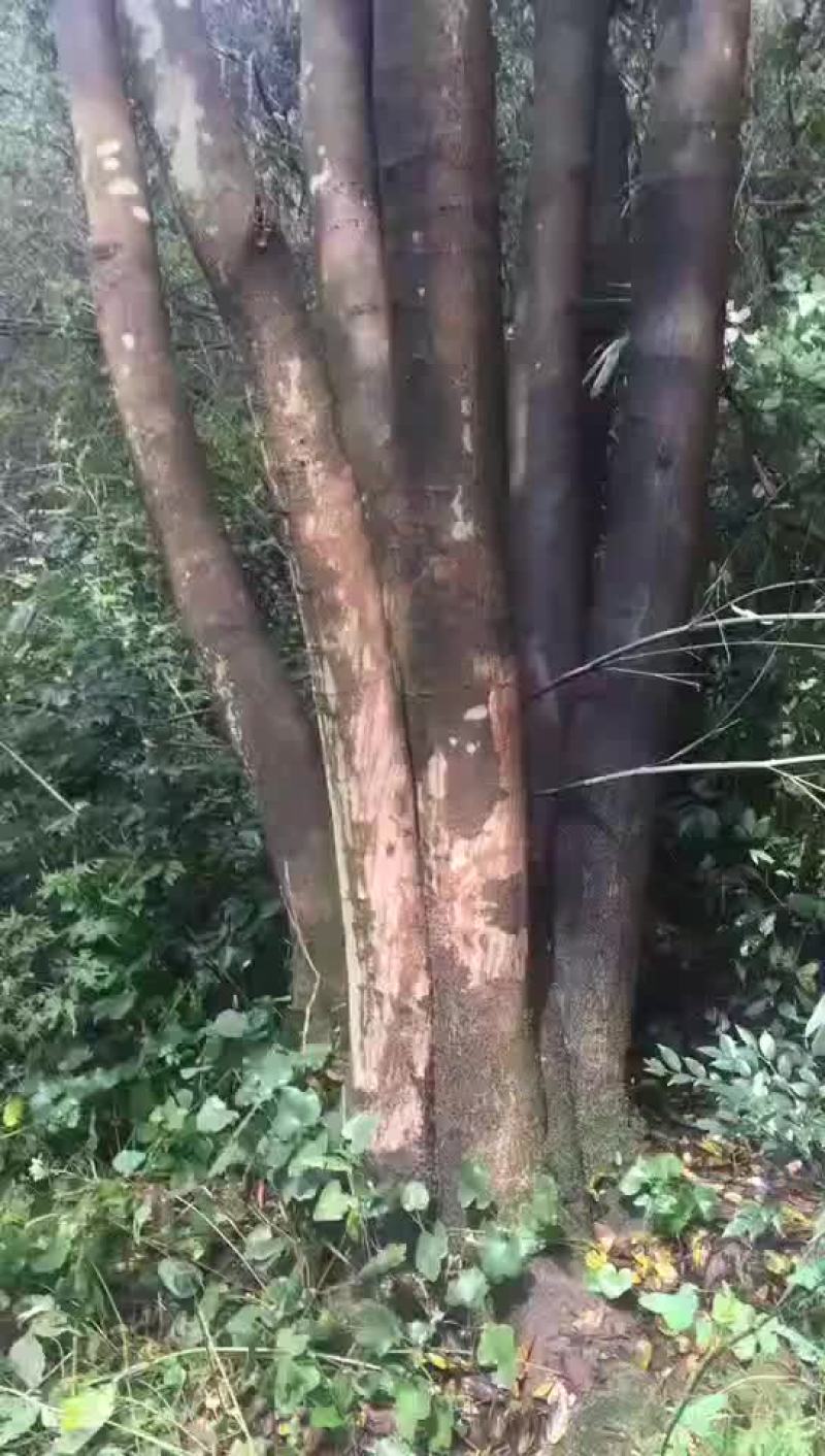 丛生大朴树