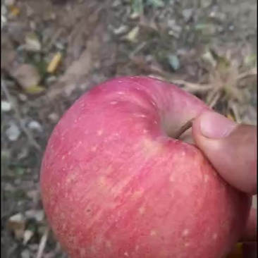精品高质量高品质商品苹果
