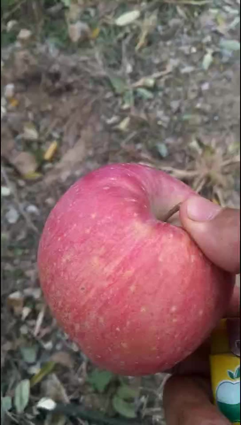 精品高质量高品质商品苹果