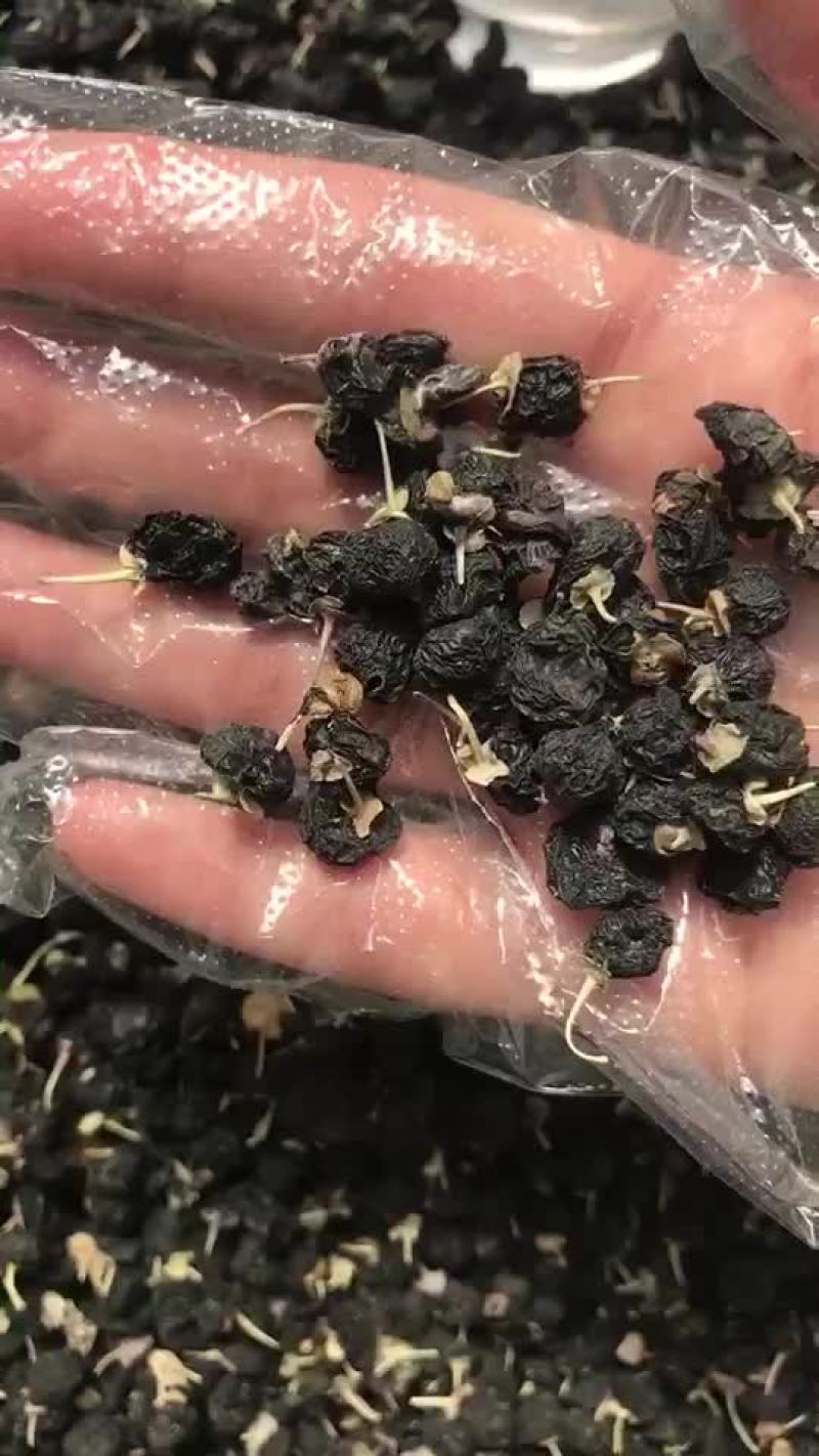 纯野生青海黑枸杞货比三家