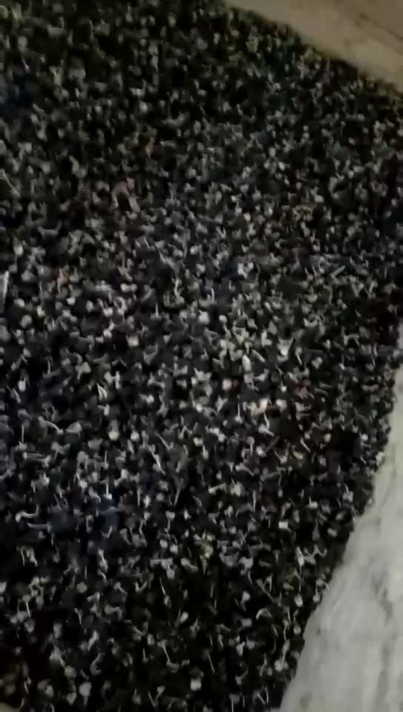 纯野生青海黑枸杞货比三家