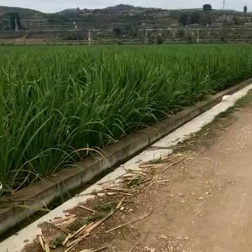 茭白苗