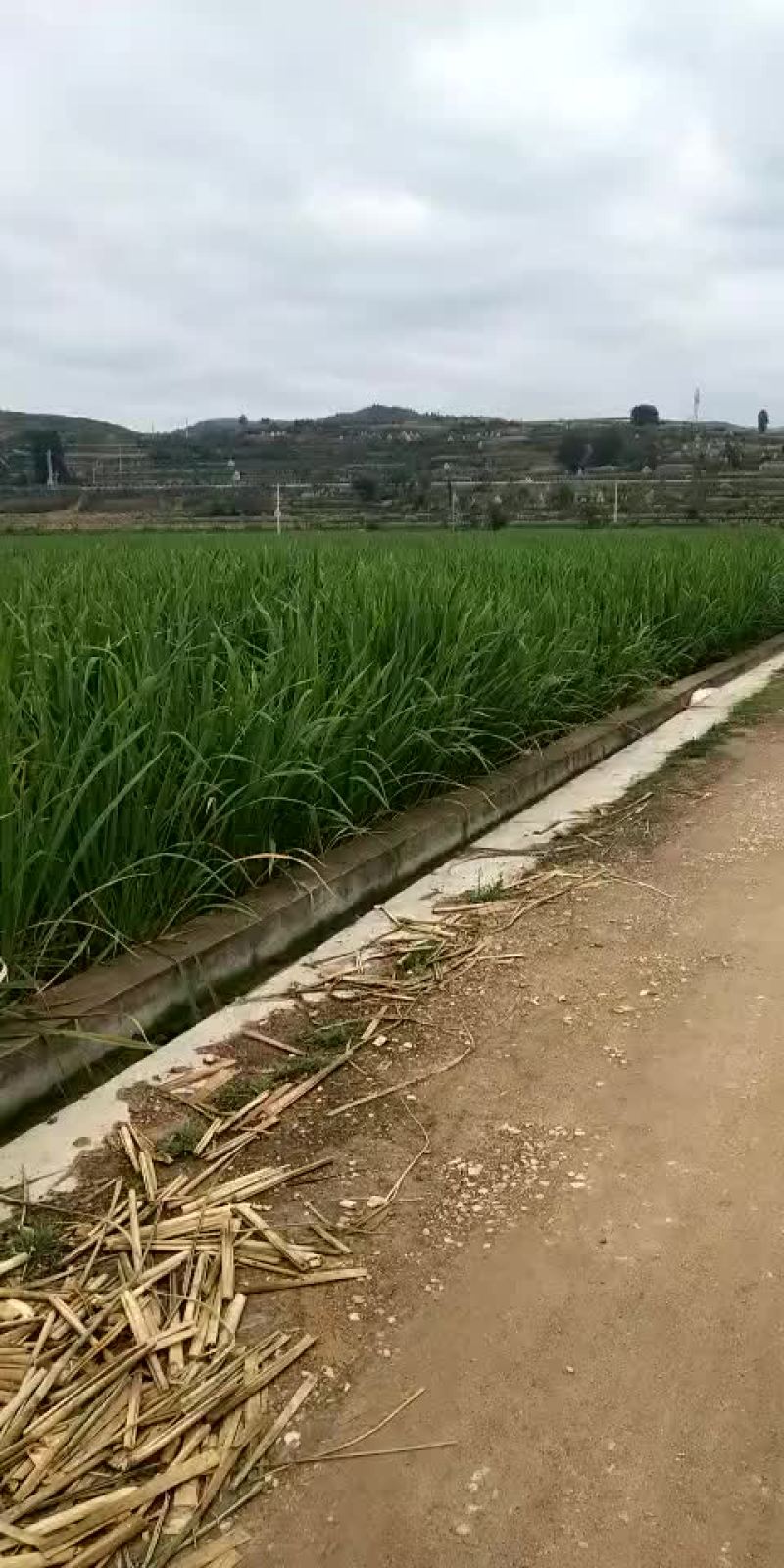 茭白苗