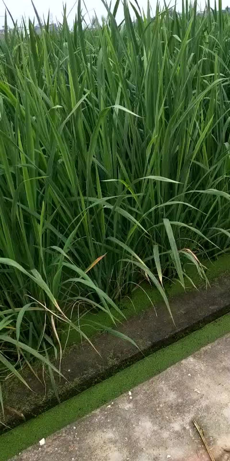 茭白苗