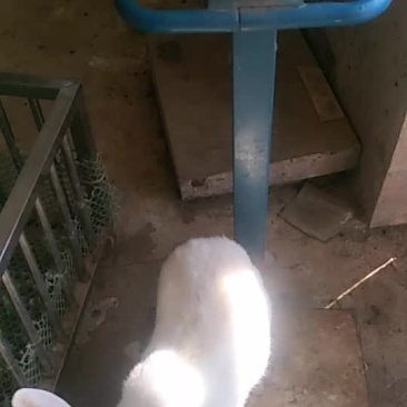 种免伊拉。新西兰。伊高乐