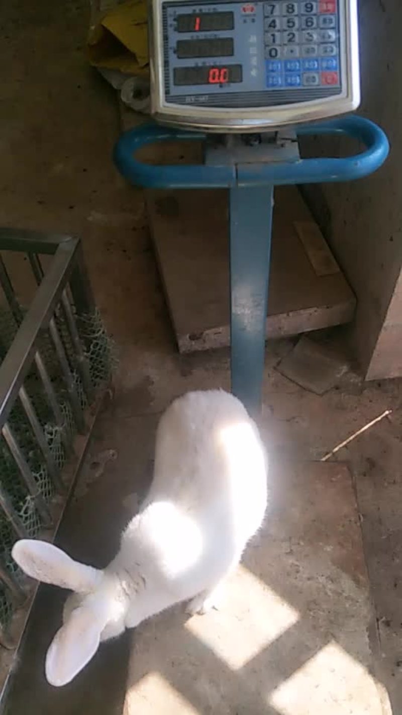 种免伊拉。新西兰。伊高乐