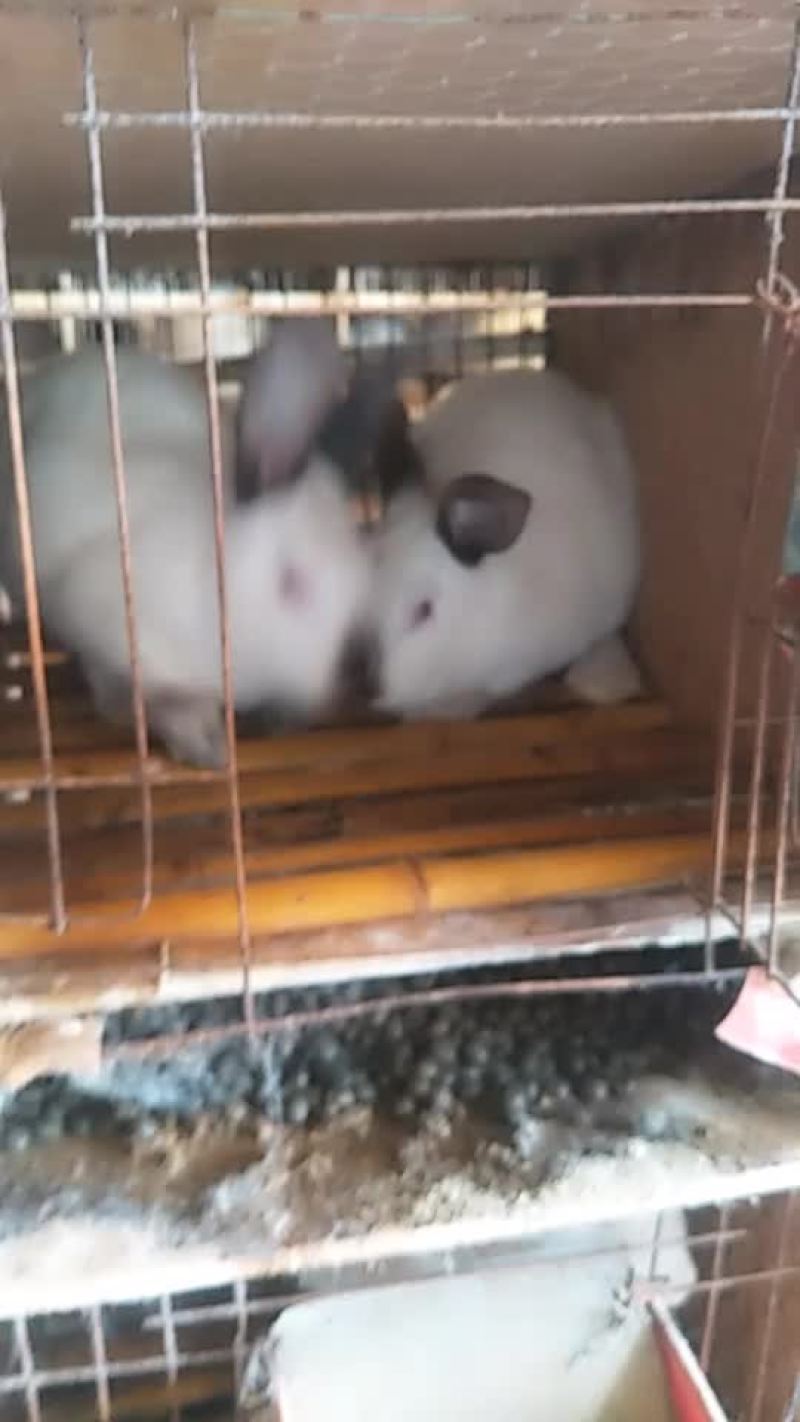 种免伊拉。新西兰。伊高乐