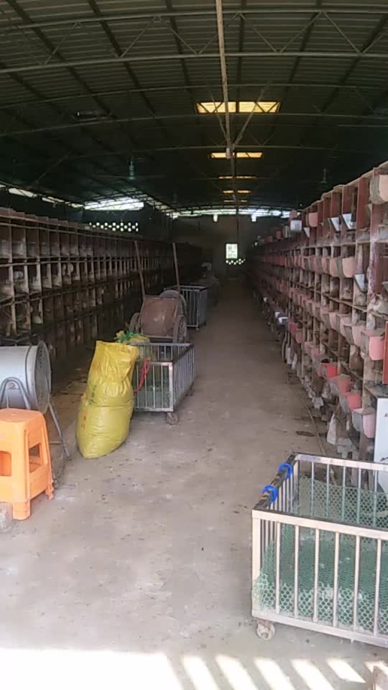 种免伊拉。新西兰。伊高乐