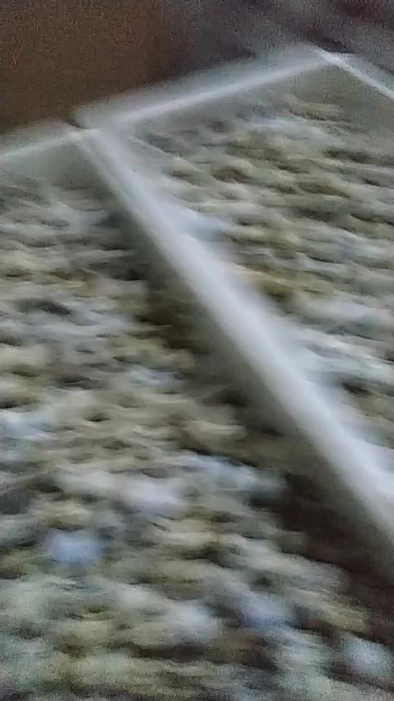 土鹌鹑蛋保证质量保证新鲜