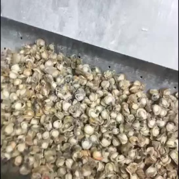 贝类鲜货