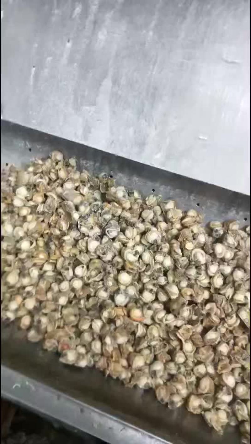 贝类鲜货