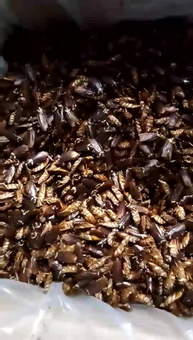 蟑螂