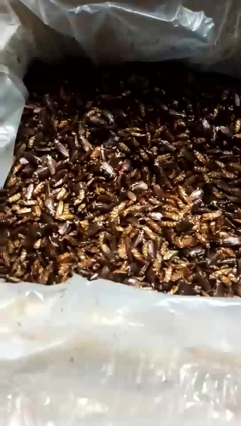 蟑螂