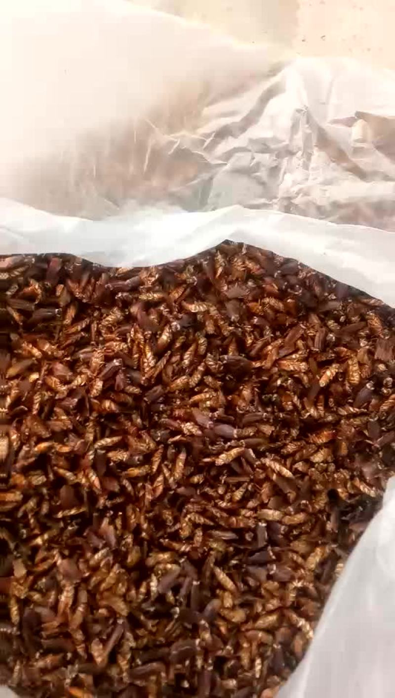 蟑螂