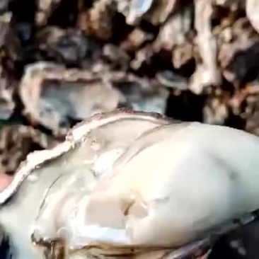 新鲜生蚝