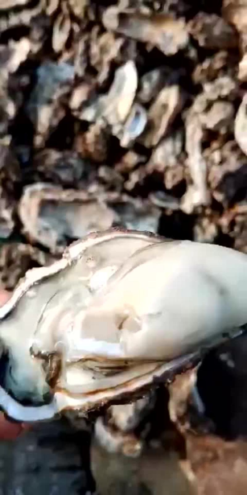 新鲜生蚝