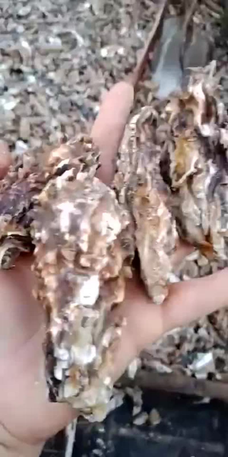 新鲜生蚝