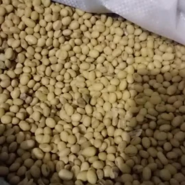 本人有精品黄豆3万斤，有要的联系
