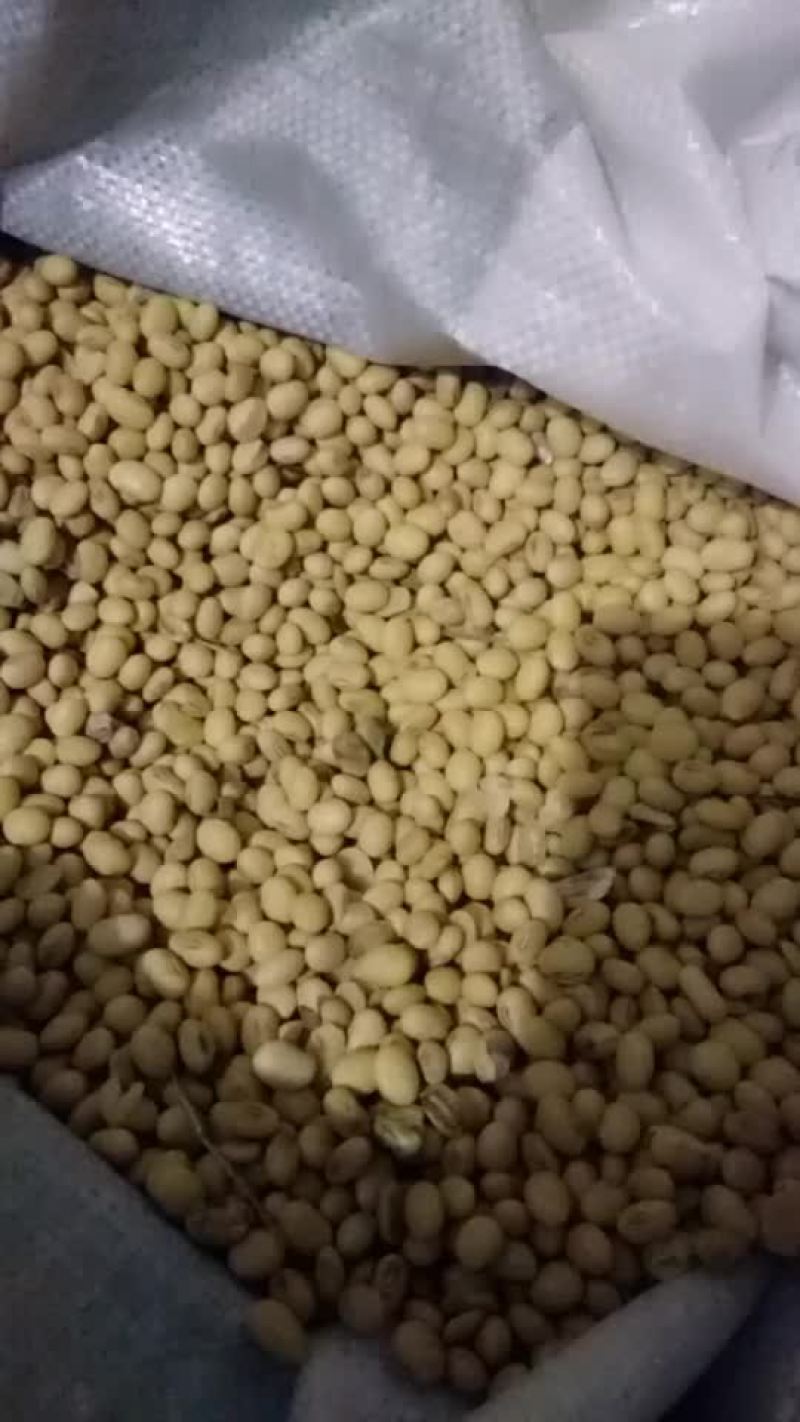 本人有精品黄豆3万斤，有要的联系
