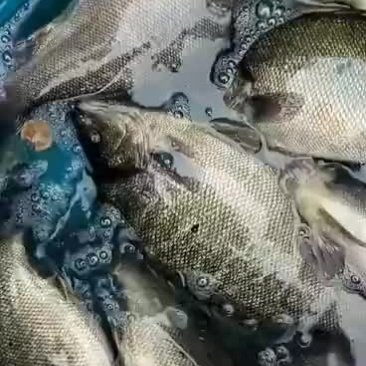 宝石斑鱼：