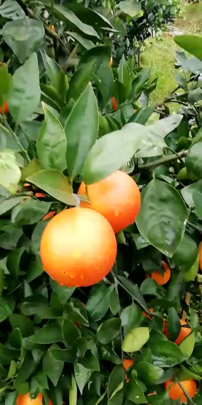 其它