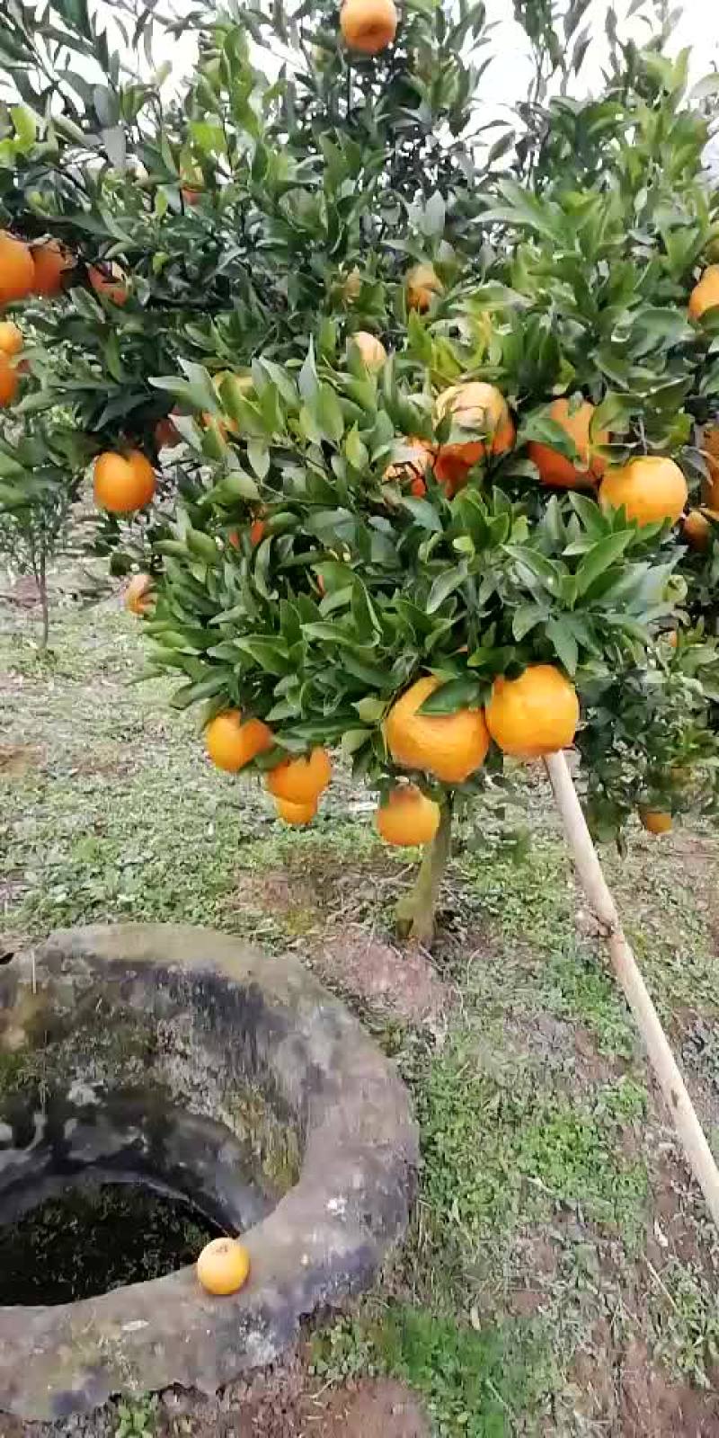 其它