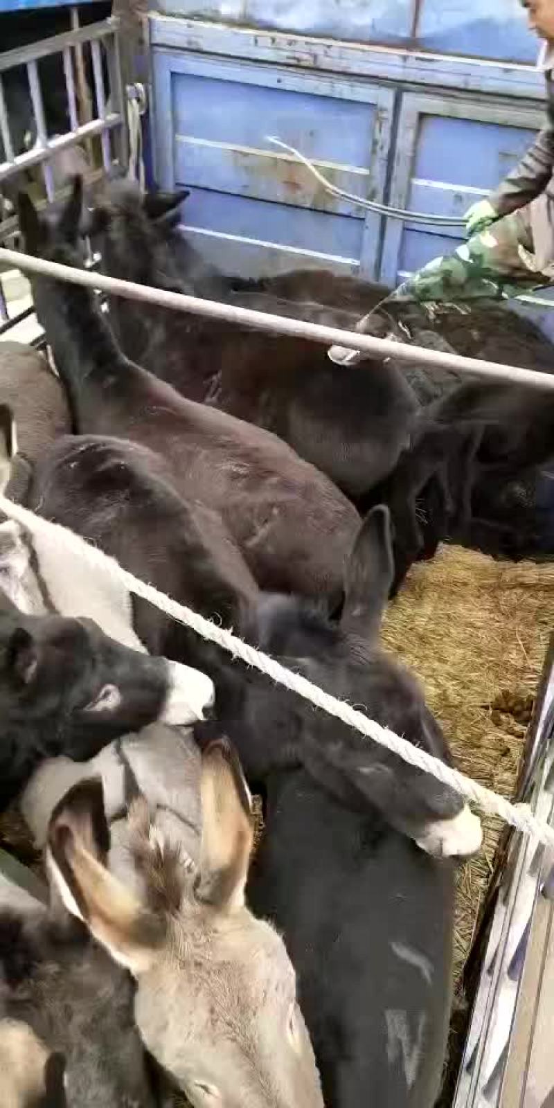 肉驴