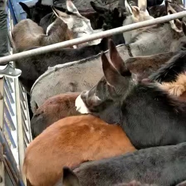 肉驴