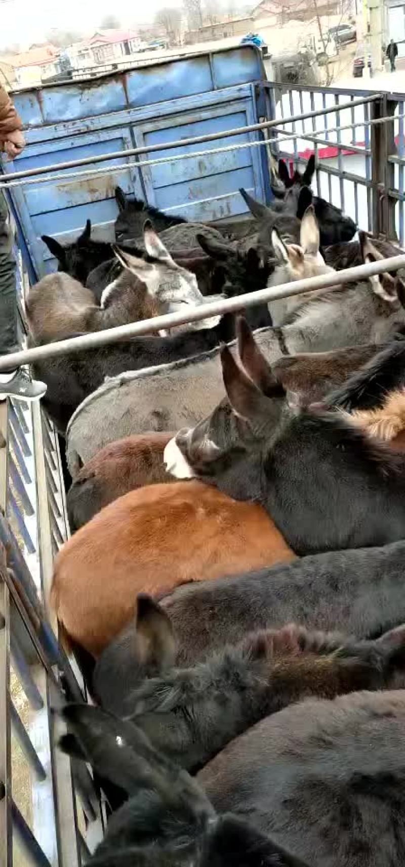 肉驴