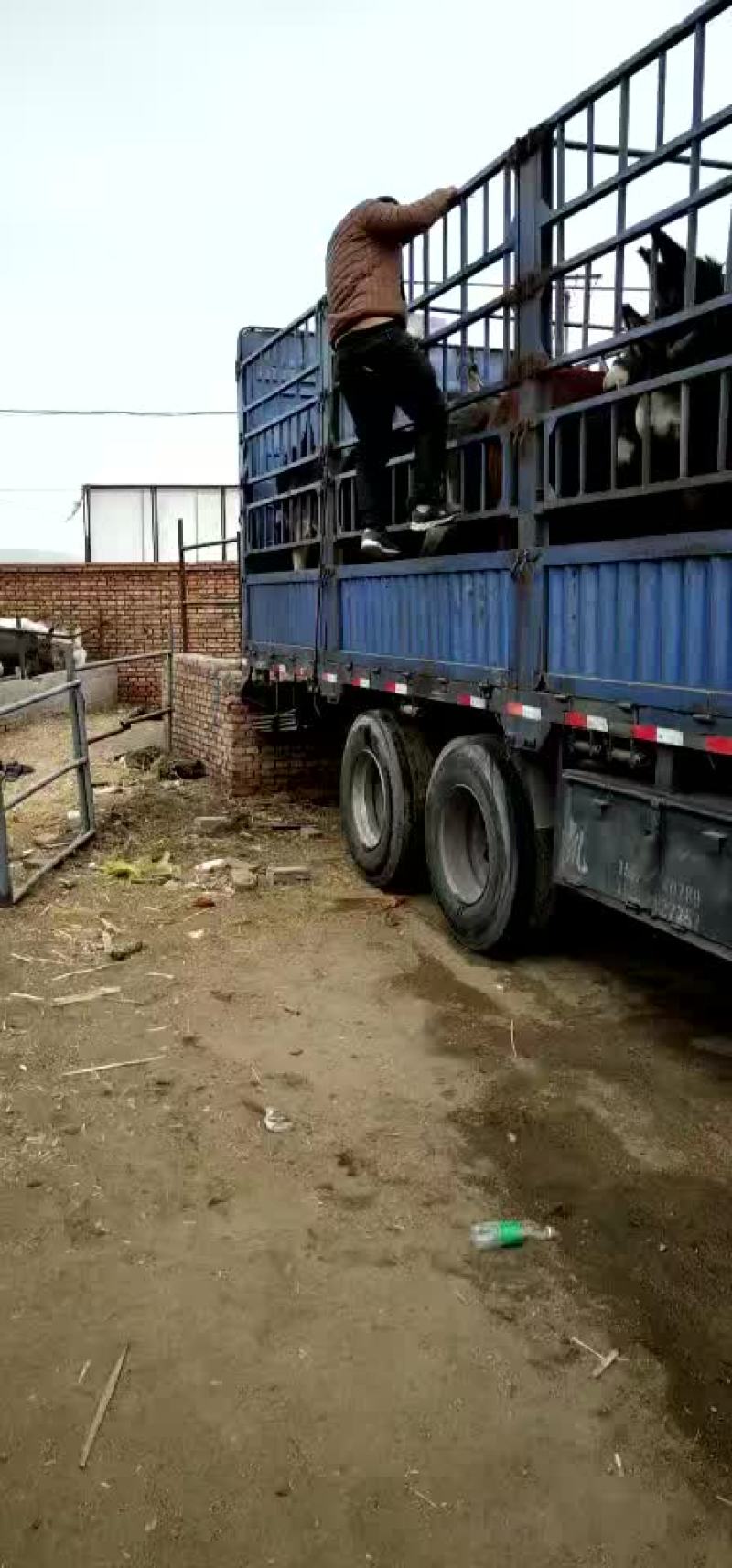 肉驴