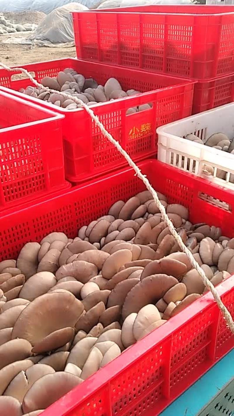 食用菌鲜货