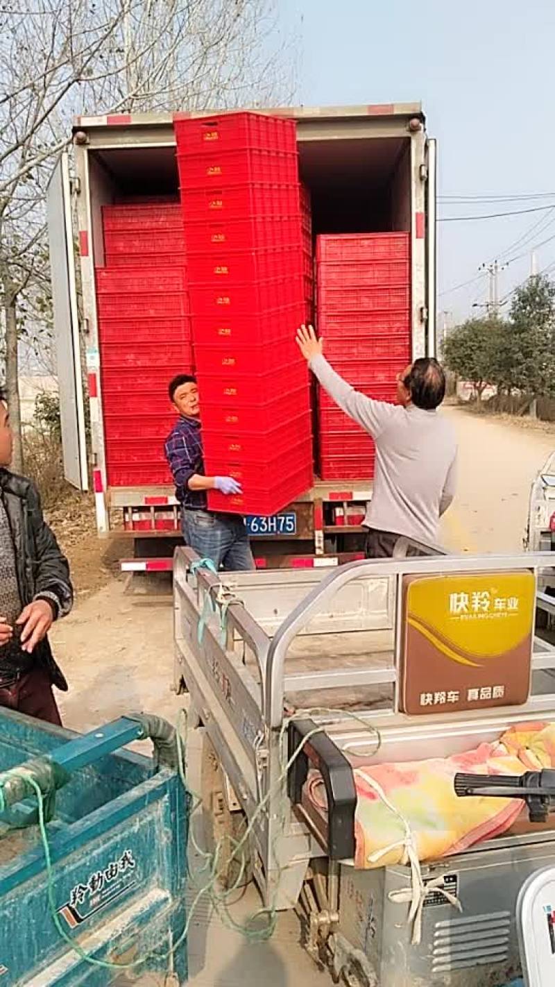 食用菌鲜货