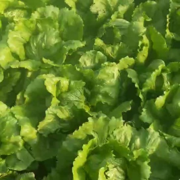 生菜球
